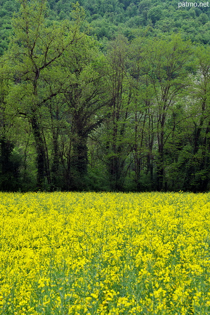 Photographie d'un champ de colza en fleurs au printemps