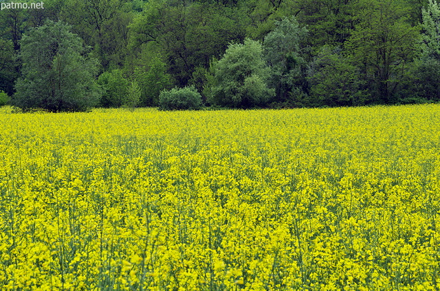 Image de colza en fleur dans la valle des Usses en Haute Savoie