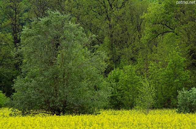 Photographie d'un champ de colza en fleur à l'orée de la forêt