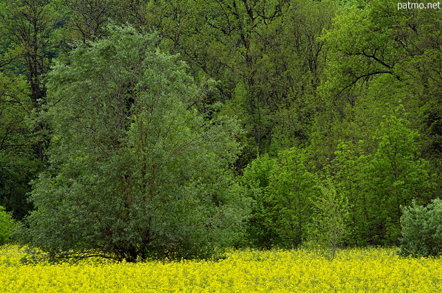 Photographie d'un champ de colza en fleur  l'ore de la fort