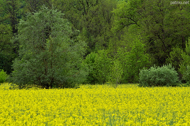 Photographie d'arbres verdoyants dans le colza en fleur