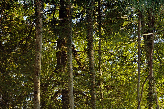 Photo de reflets d'arbres sur la surface d'un tang