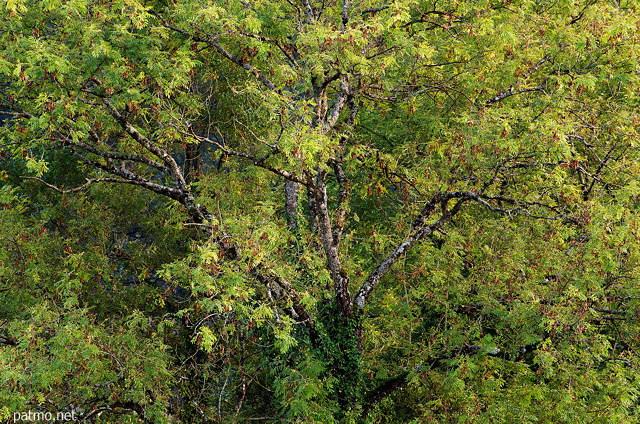Photo d'un frêne éclairé par la lumière du premier soir de l'automne