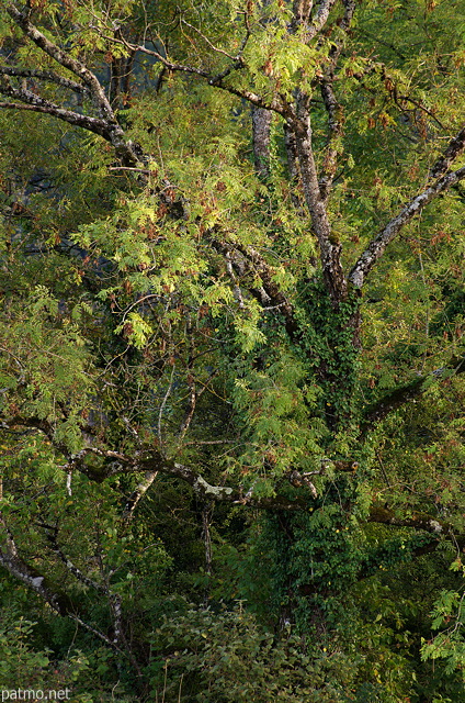 Photographie d'un vieux frêne encore vert en automne