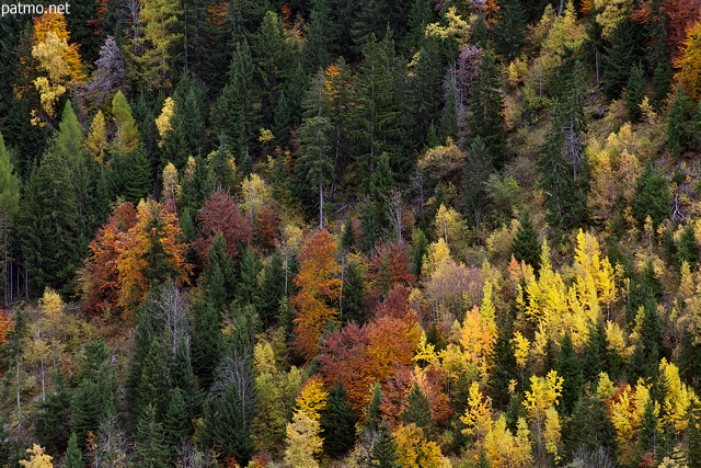 Image de la forêt de montagne en automne dans la Vallée des Villards en Savoie