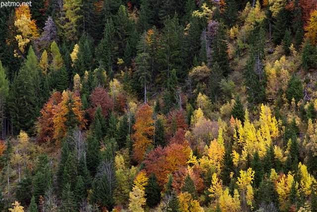 Image de la fort de montagne en automne dans la Valle des Villards en Savoie