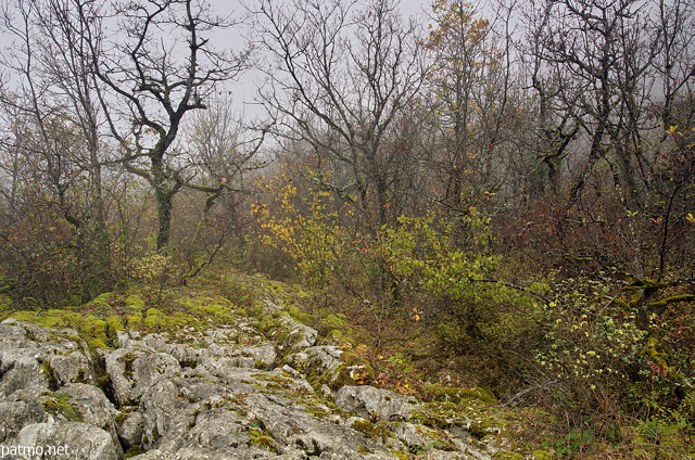 Photographie de la vgtation d'automne dans le brouillard sur le lapiaz de Chaumont en Haute Savoie