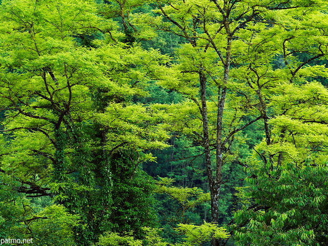 Image with springtime foliage in the french countryside near Frangy