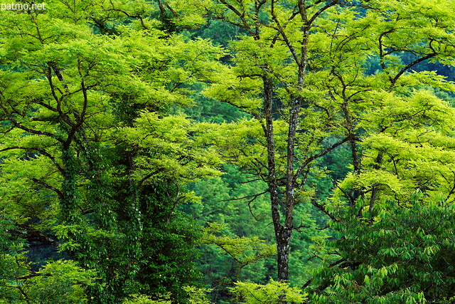 Photo d'arbres aux couleurs du printemps prs de Frangy en Haute Savoie