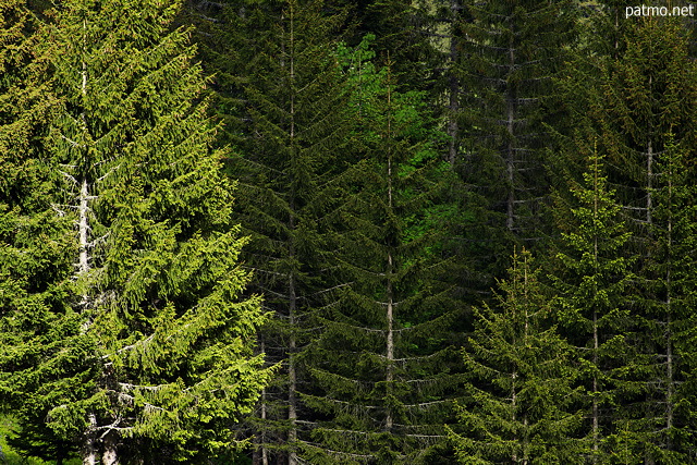 Photograph of coniferous trees in Aravis mountains