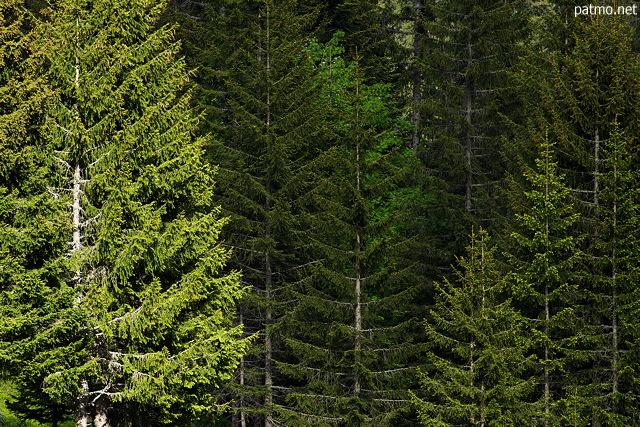 Photo de conifres dans le Massif des Aravis
