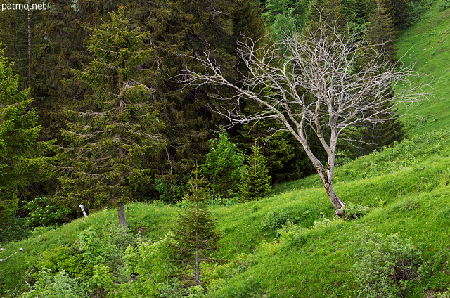 Image d'un arbre sec au milieu de la verdure dans les montagnes des Aravis