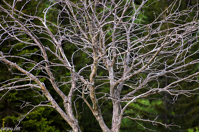Photo des branches tortueuses et enlacées d'un vieil arbre mort