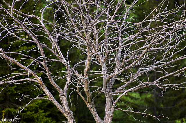 Photo des branches tortueuses et enlaces d'un vieil arbre mort