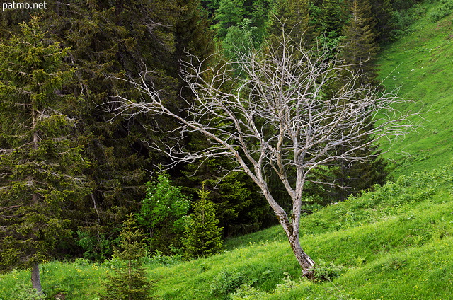 Photo of a nicely shaped dead tree surrounded by a beautiful green landscape