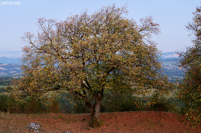Photo of a lime tree in the evening light