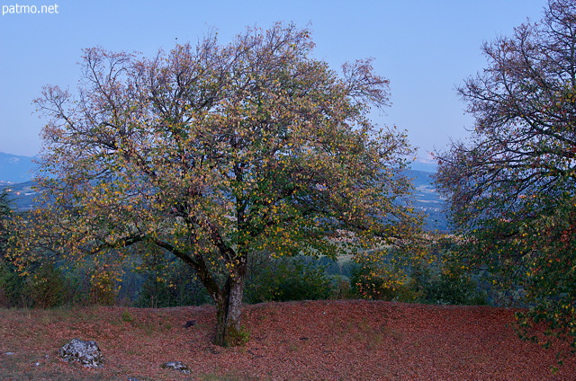 Photographie d'un tilleul aux feuilles jaunies dans la lumire bleue du crpuscule