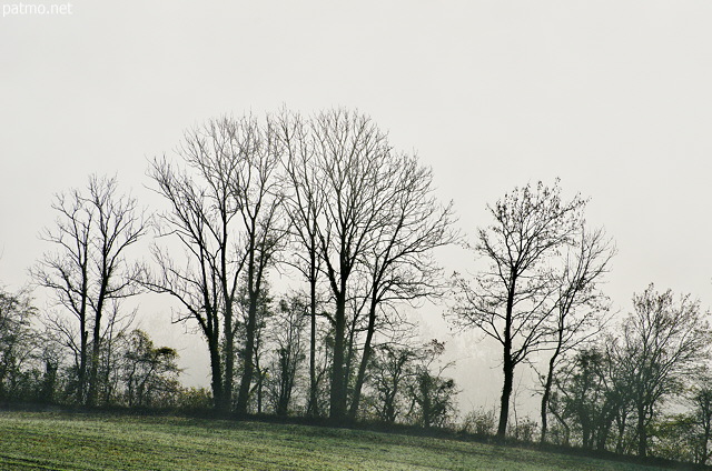 Photographie d'arbres sur fond de brouillard