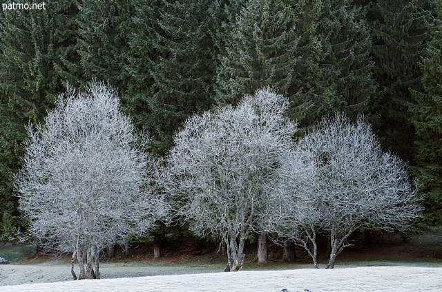 Image des arbres du Haut Bugey couverts de givre un matin d'automne