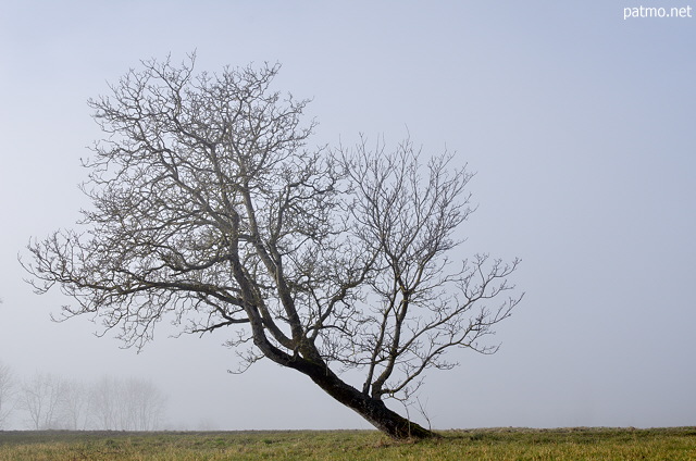 Photo of a tree in the mist of a winter morning