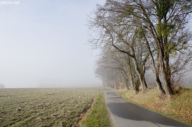 Image of a little country road bordered by trees in the winter mist