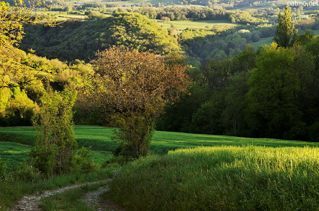 Photo of a springtime path between light and shadow