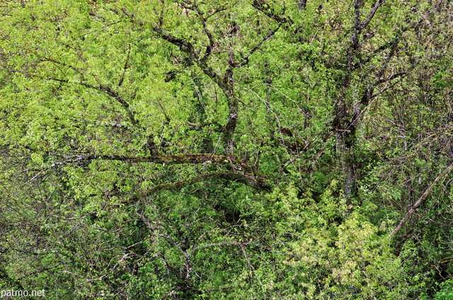 Photo en multi exposition de branches et de feuillage printanier