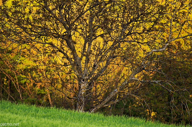 Photo d'un arbre clair par la lumire chaude du coucher du soleil