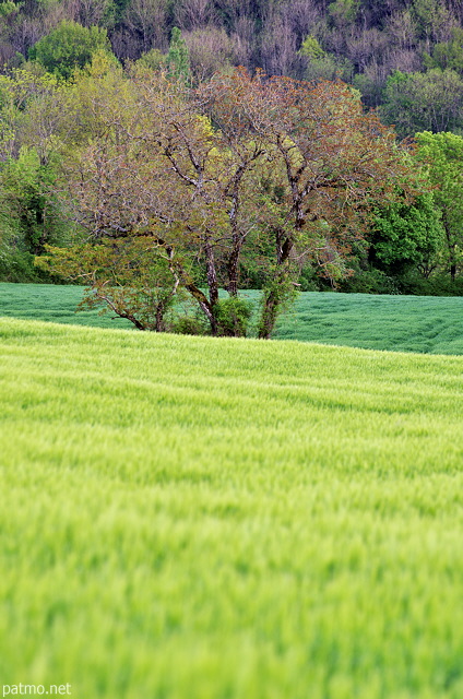 Photo de la campagne pare de ses couleurs printanires