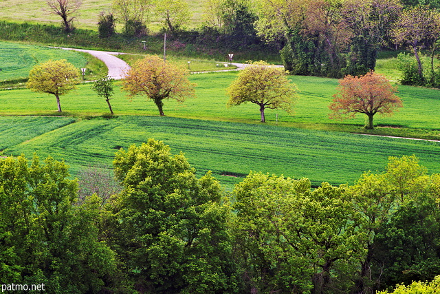 Picture of trees and meadows with springtime colors