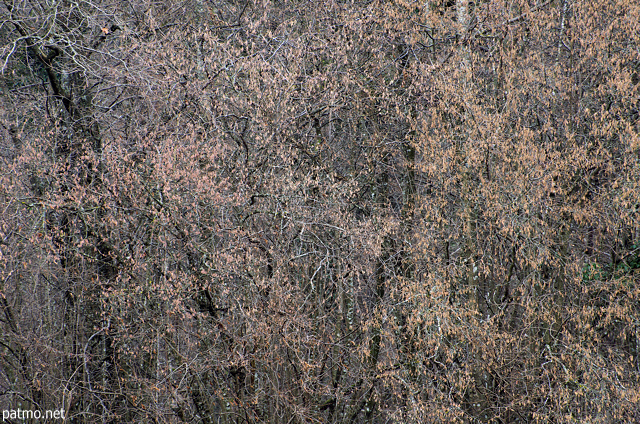 Winter curtain on the forest edge