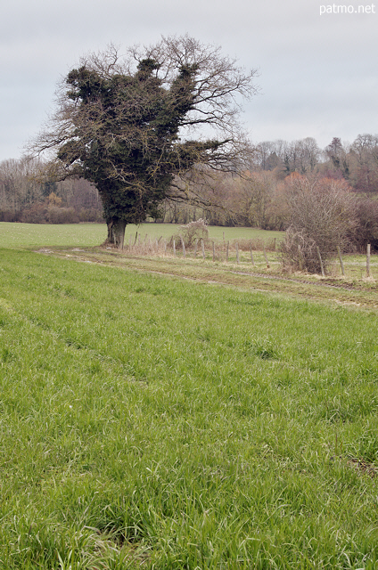 Picture of a rural landscape in winter near Minzier in France