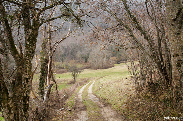 Image of a little path through the fields and woods