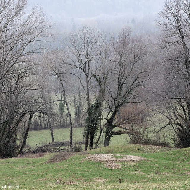 Image of winter trees around Savigny