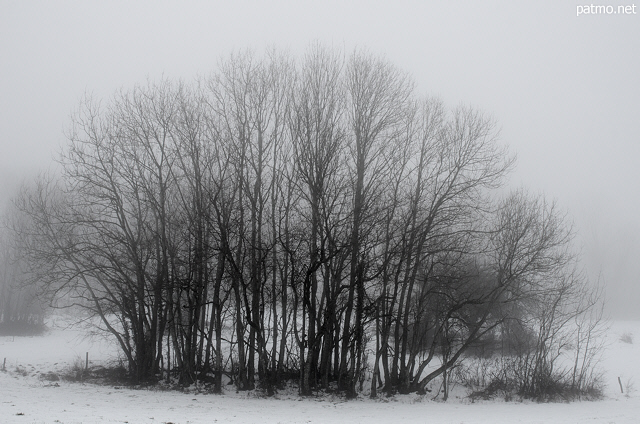 Photographie d'un bosquet dans le brouillard d'hiver
