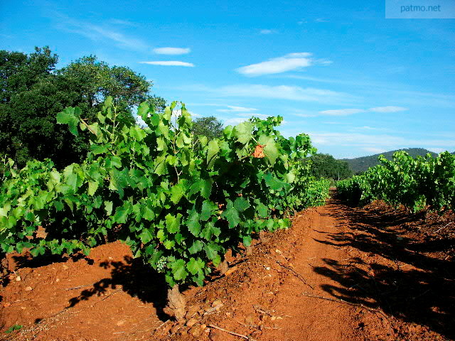 photo vignes pierrefeu maures