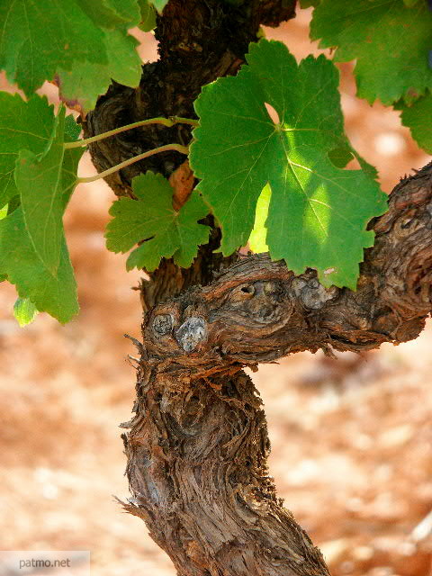 pied de vigne