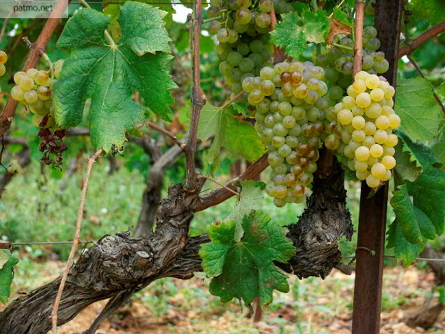 raisin vignes haut var