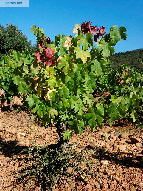 photo vignes pierrefeu maures