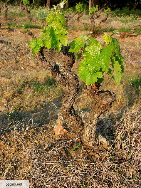 vignes la garde freinet