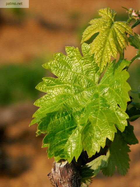 vignes la garde freinet