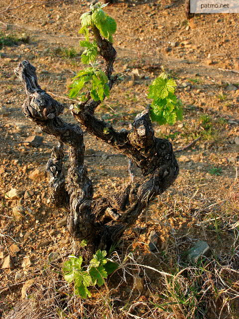 photo vignes la garde freinet