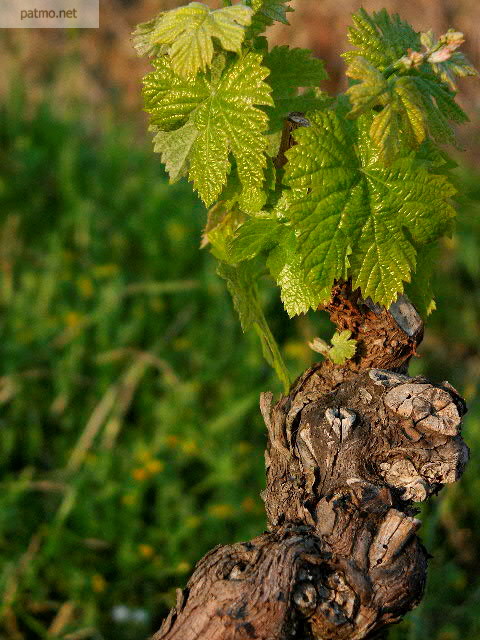 feuilles de vignes massif des maures