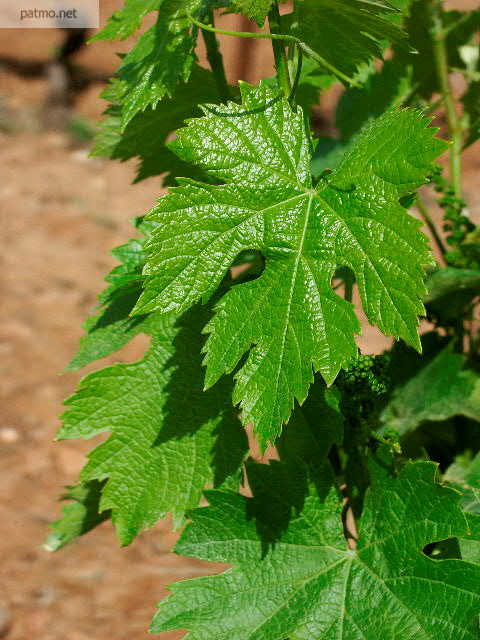 feuilles de vignes massif des maures