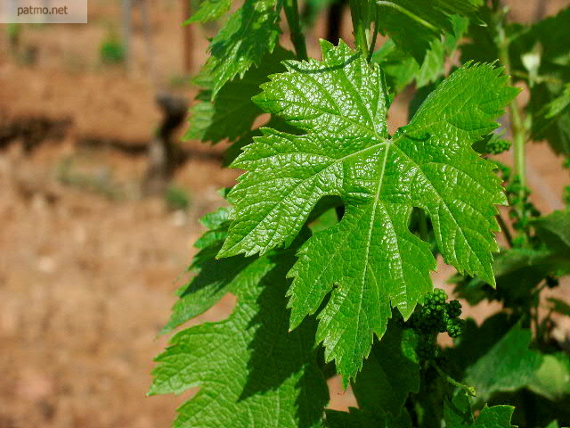 feuilles de vignes massif des maures