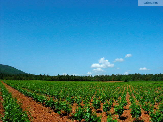 vignes massif des maures