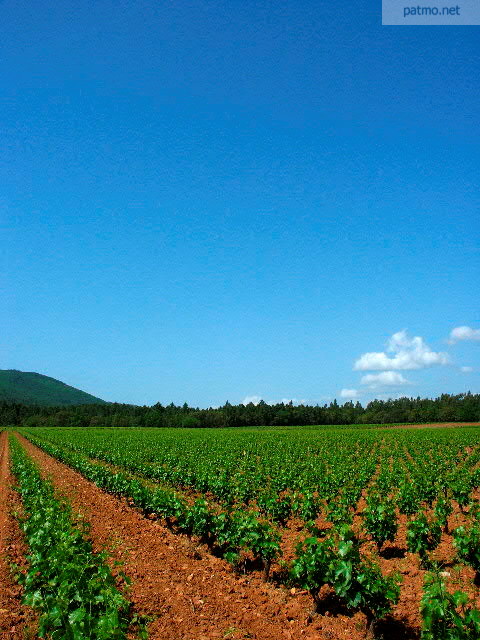 vignes massif des maures