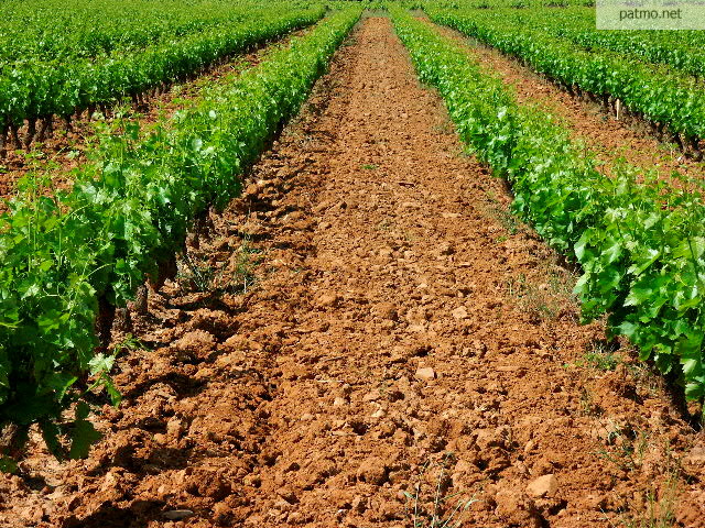 vignes massif des maures