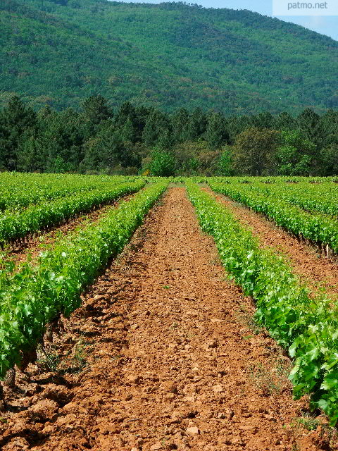 vignes massif des maures
