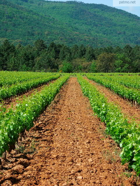 vignes massif des maures